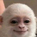 Albert the Monkey Live Price, Chart and Marketcap
