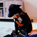 Ansems Dog (ZEUS) Live Price, Chart and Marketcap