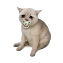 Baby Cash Cat (BABYCASHCAT) Live Price, Chart and Marketcap