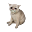 Baby Cash Cat