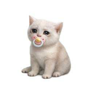 Baby Cash Cat (BABYCASHCAT) Live Price, Chart and Marketcap