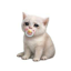 Buy Baby Cash Cat
