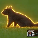 Baseball Squirrel (BNUT) Live Price, Chart and Marketcap