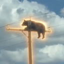 Bear On Pole (BOP) Live Price, Chart and Marketcap