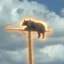 Buy Bear On Pole