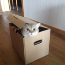 Boxed Cat Live Price, Chart and Marketcap