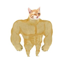 Buff Cat (BUFFCAT) Live Price, Chart and Marketcap