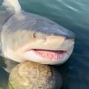 부캉이 busan shark (BUKANGI) Live Price, Chart and Marketcap