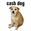 Buy Cash Dog