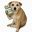 Buy CashDog