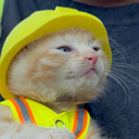 cat wif helmet (SUE) Live Price, Chart and Marketcap