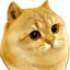 Buy Catge Coin