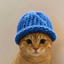 Buy Catwifhat