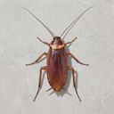cockroach Live Price, Chart and Marketcap