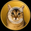 Cogecoin