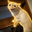 Buy Coughing Cat