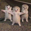 Dancing Kittens Live Price, Chart and Marketcap