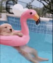 doginpool Live Price, Chart and Marketcap