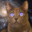 Buy Ethereum Cat