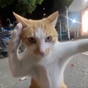 Fighting Cat (FCAT) Live Price, Chart and Marketcap