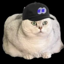 Buy fomocat
