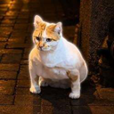 Gigacat Live Price, Chart and Marketcap