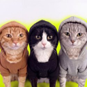 Hood Cats (HOODCATS) Live Price, Chart and Marketcap