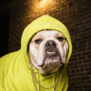 Hoodie Live Price, Chart and Marketcap