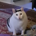 Huh The Viral Cat Live Price, Chart and Marketcap