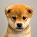 just a dog Live Price, Chart and Marketcap