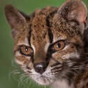 Leopardus tilcayo Live Price, Chart and Marketcap