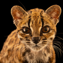 Leopardus Tilcayo (TIGRINO) Live Price, Chart and Marketcap