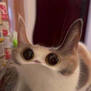MEEP CAT Live Price, Chart and Marketcap