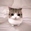 Buy Meowpin