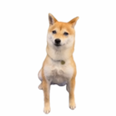 Money Dog (MONEYDOG) Live Price, Chart and Marketcap