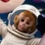 Buy moonkey