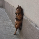 Nonchalant Horse Live Price, Chart and Marketcap