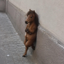 Buy Nonchalant Horse