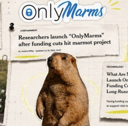 OnlyMarms Live Price, Chart and Marketcap