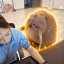Oscar the Walrus Live Price, Chart and Marketcap