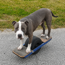 Pit Bull on One Wheel (GREYSON) Live Price, Chart and Marketcap