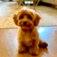 Buy Pooch