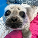 Save The Seals Live Price, Chart and Marketcap