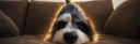 Shark Dog (SD) Live Price, Chart and Marketcap