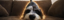 Buy Shark Dog