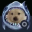 sharkdog