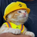 施工猫 (Construction Cat) (SUE) Live Price, Chart and Marketcap