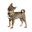 Buy Shikoku Dog