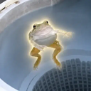 spinning frog Live Price, Chart and Marketcap