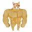 Buy Swole Cat